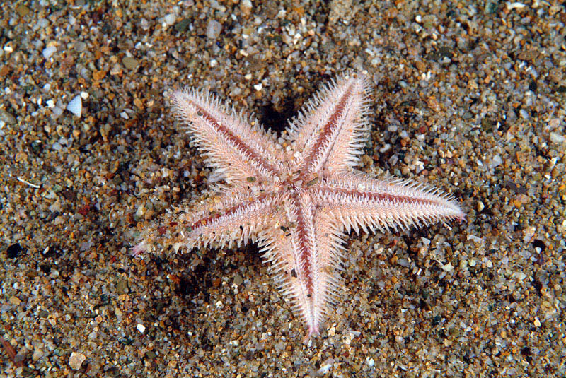 Astropecten irregularis pentacanthus (Delle Chiaje, 1827)